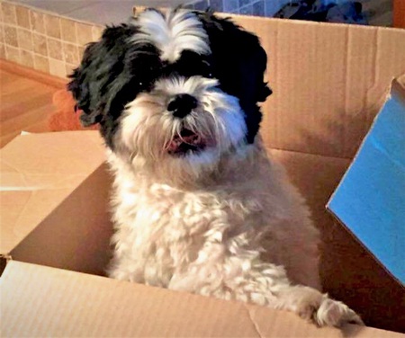 Entry image for Oreo. Clicking this image will show a larger photo