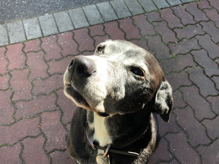 Entry image for Gus. Clicking this image will show a larger photo