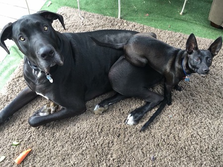 Entry image for Axel & Rocky. Clicking this image will show a larger photo