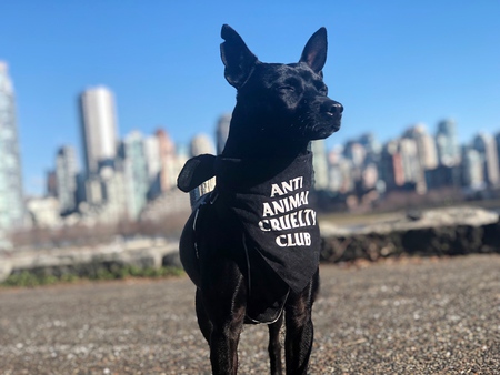 Entry image for Sadie. Clicking this image will show a larger photo