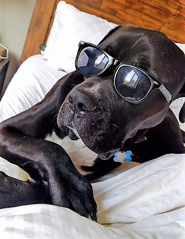 Entry image for Brutus. Clicking this image will show a larger photo