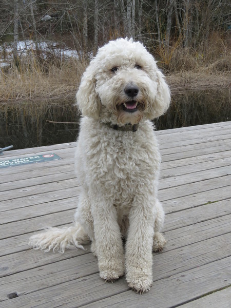 Entry image for Daphne. Clicking this image will show a larger photo