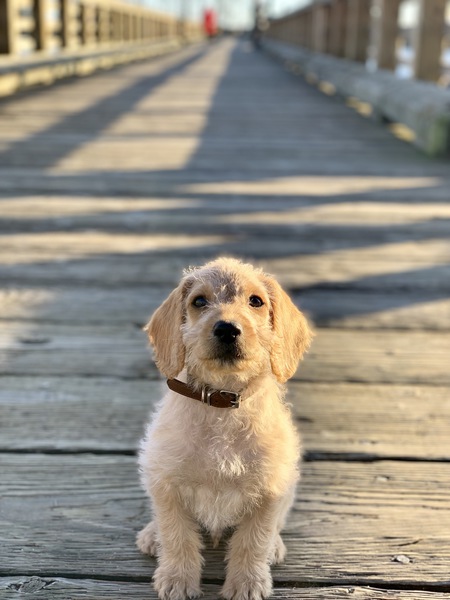 Entry image for Nelson. Clicking this image will show a larger photo