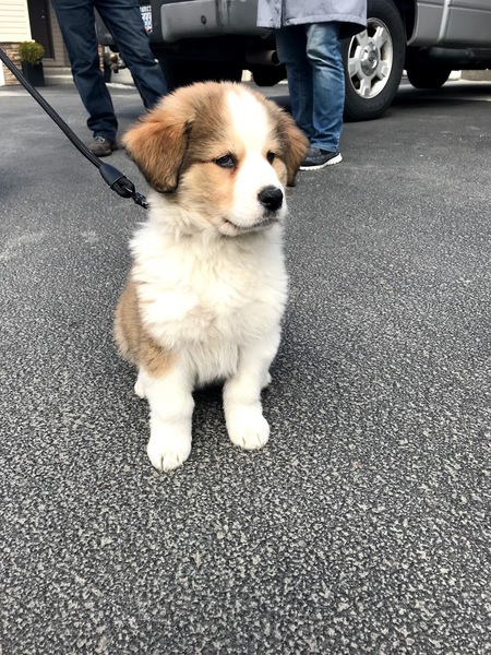 Entry image for Hazel . Clicking this image will show a larger photo