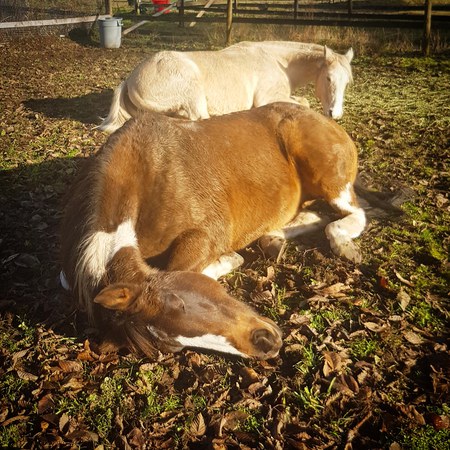 Entry image for Leo and Breeze. Clicking this image will show a larger photo