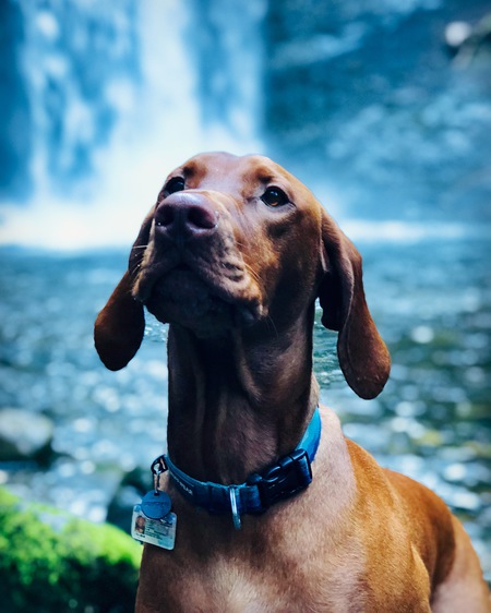 Entry image for Zeke. Clicking this image will show a larger photo