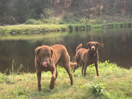 Entry image for Pride & Agnes. Clicking this image will show a larger photo