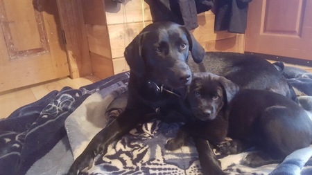 Entry image for luna and baby phoebe. Clicking this image will show a larger photo