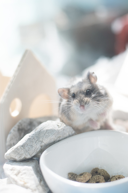 Entry image for Mimi. Clicking this image will show a larger photo