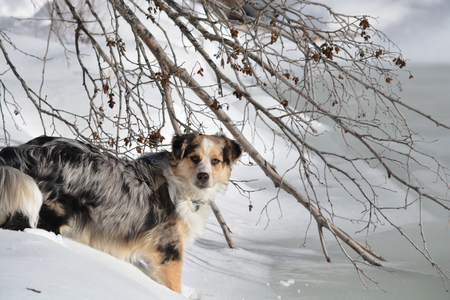 Entry image for Zula . Clicking this image will show a larger photo