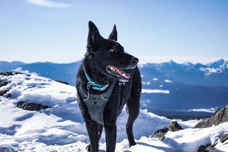 Entry image for Shiloh. Clicking this image will show a larger photo