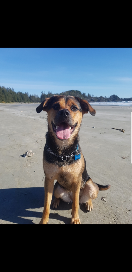 Entry image for Holly . Clicking this image will show a larger photo