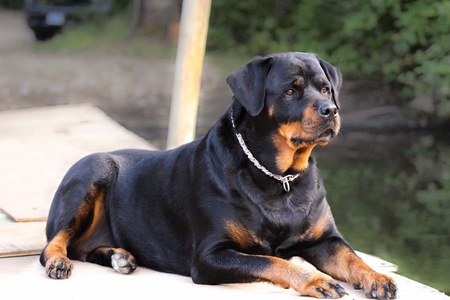 Entry image for Ella. Clicking this image will show a larger photo