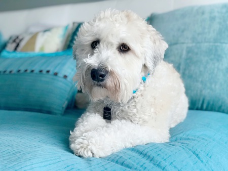 Entry image for Barkley. Clicking this image will show a larger photo