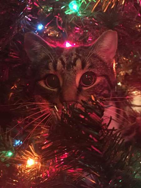 Entry image for Grimm. Clicking this image will show a larger photo