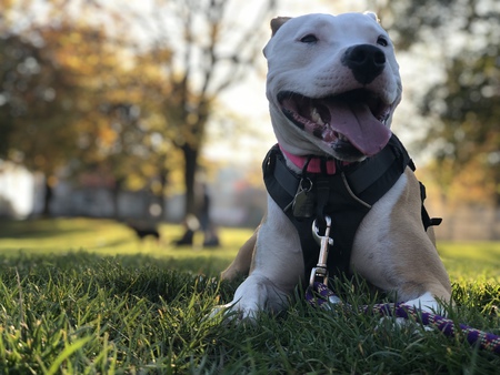 Entry image for Frida. Clicking this image will show a larger photo