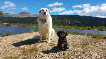 Entry image for Marley and Charley. Clicking this image will show a larger photo