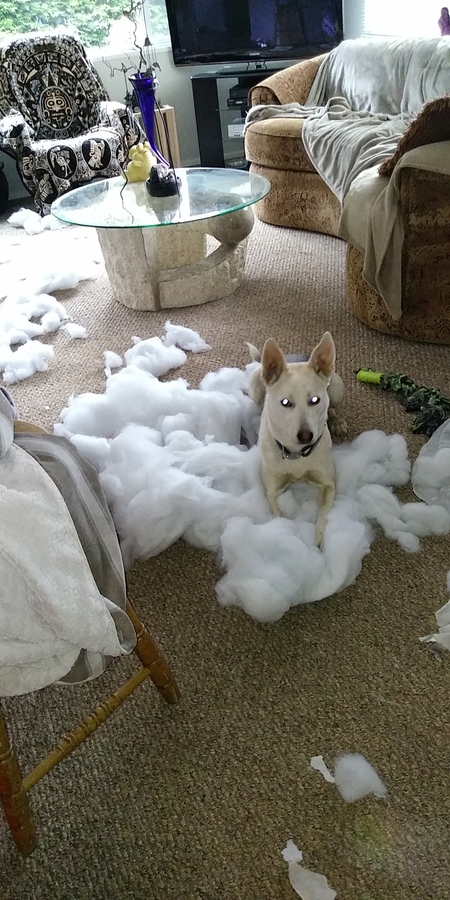 Entry image for Sadie doing a new bed remodeling. Clicking this image will show a larger photo