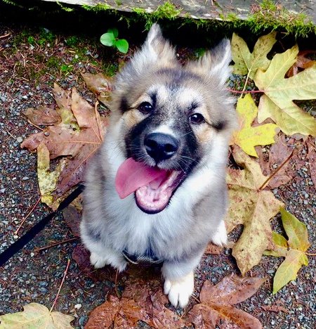 Entry image for Luna . Clicking this image will show a larger photo