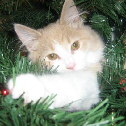 Entry image for Pooka. Clicking this image will show a larger photo