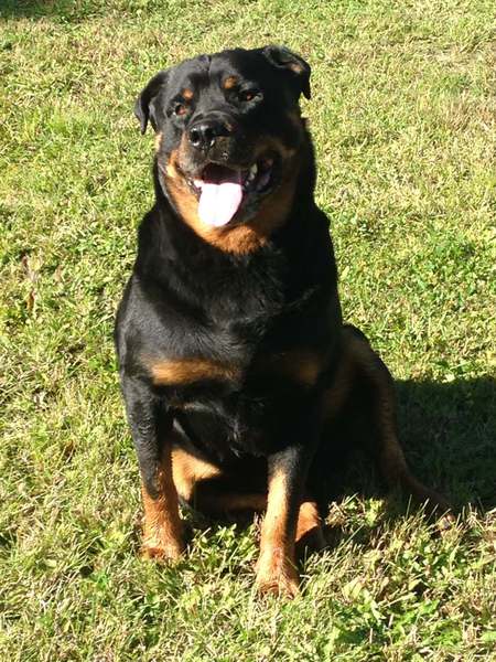 Entry image for Rippy. Clicking this image will show a larger photo