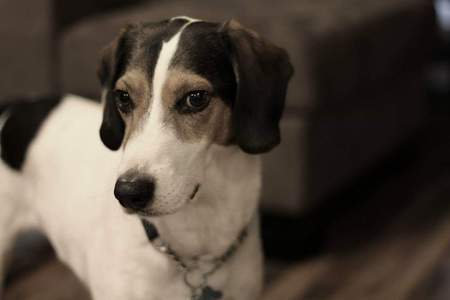 Entry image for Pierre. Clicking this image will show a larger photo