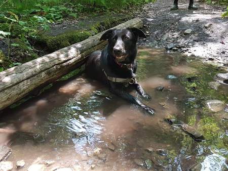 Entry image for Ebony. Clicking this image will show a larger photo