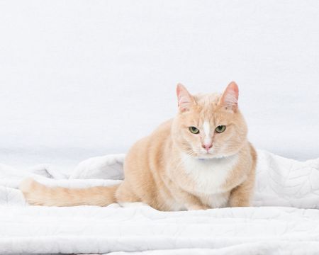 Entry image for Dobby. Clicking this image will show a larger photo