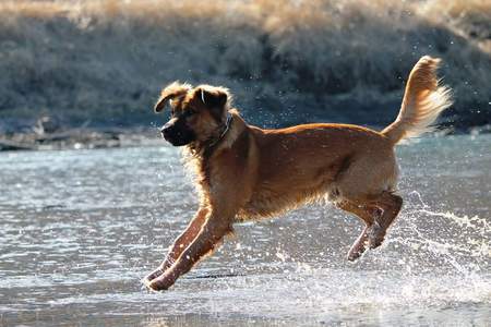 Entry image for Fergus. Clicking this image will show a larger photo