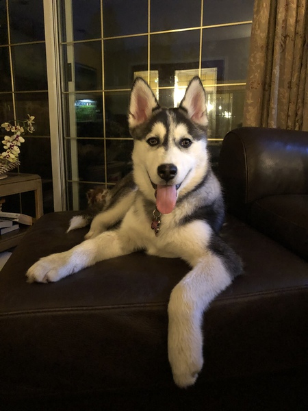 Entry image for Mishka. Clicking this image will show a larger photo