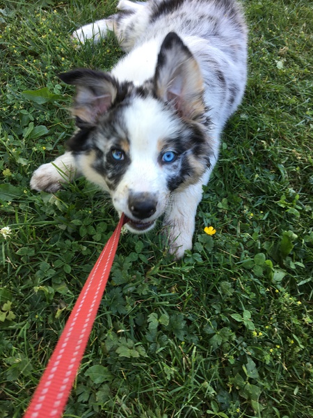 Entry image for Jango Pett. Clicking this image will show a larger photo