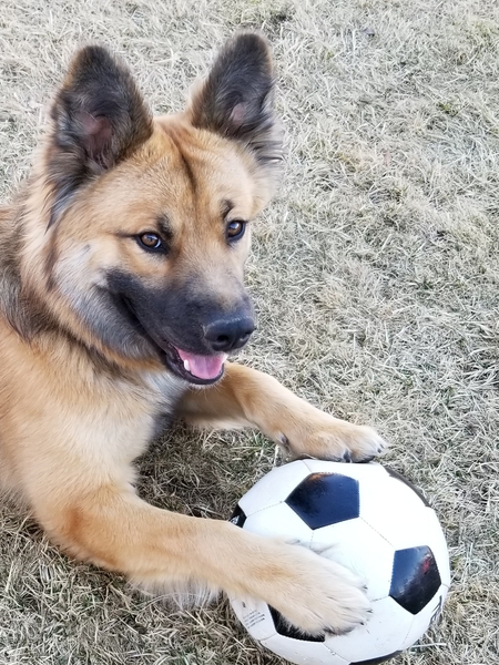 Entry image for Governor . Clicking this image will show a larger photo