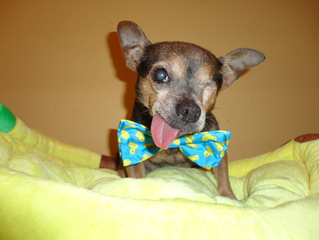 Entry image for Chico. Clicking this image will show a larger photo