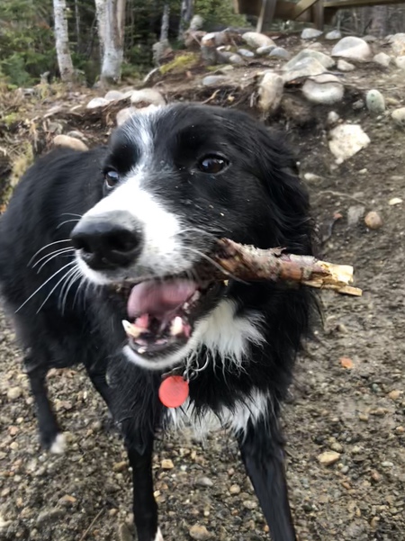 Entry image for Jack . Clicking this image will show a larger photo