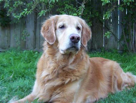 Entry image for Taz. Clicking this image will show a larger photo