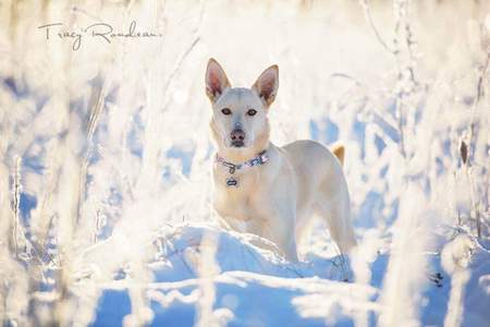 Entry image for Jazzy. Clicking this image will show a larger photo