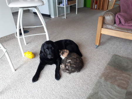 Entry image for Skittles the Cat with Lucy the lab. Clicking this image will show a larger photo