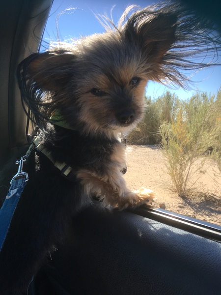 Entry image for Rudy. Clicking this image will show a larger photo