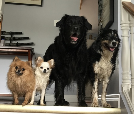 Entry image for Bella, Tink, Hudson & Shasta. Clicking this image will show a larger photo