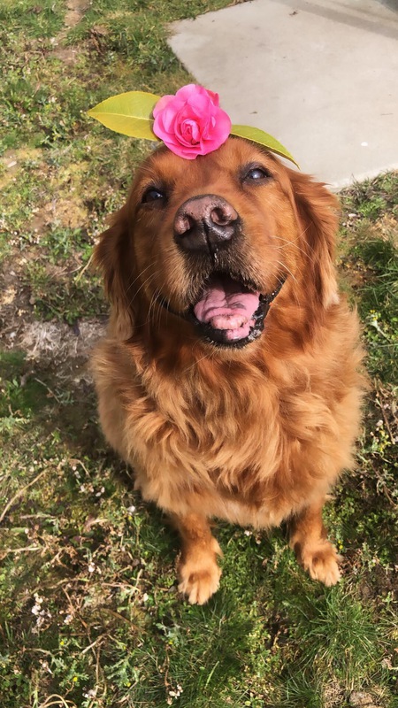 Entry image for Gemma. Clicking this image will show a larger photo