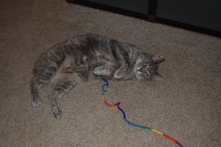 Entry image for Sweetie. Clicking this image will show a larger photo