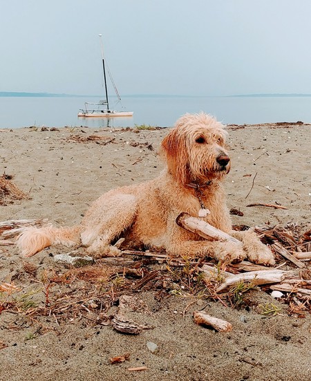 Entry image for Rambo. Clicking this image will show a larger photo