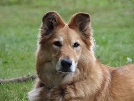 Entry image for Lollipop. Clicking this image will show a larger photo