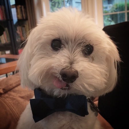 Entry image for Marley. Clicking this image will show a larger photo