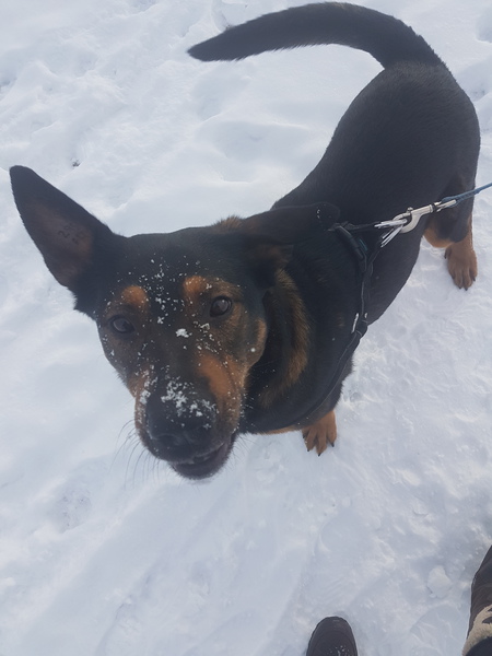 Entry image for Winston. Clicking this image will show a larger photo