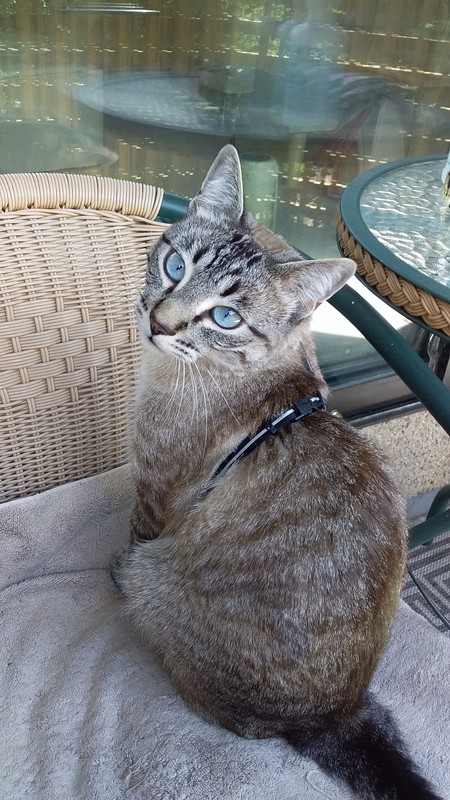 Entry image for Picasso. Clicking this image will show a larger photo