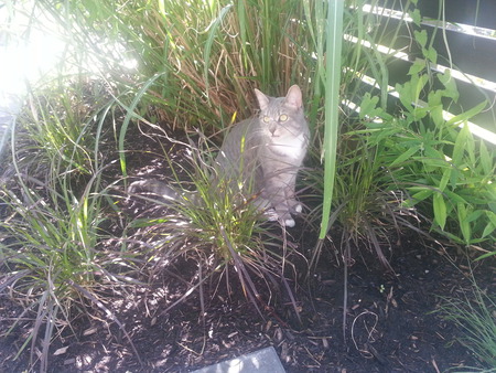 Entry image for Gracie. Clicking this image will show a larger photo