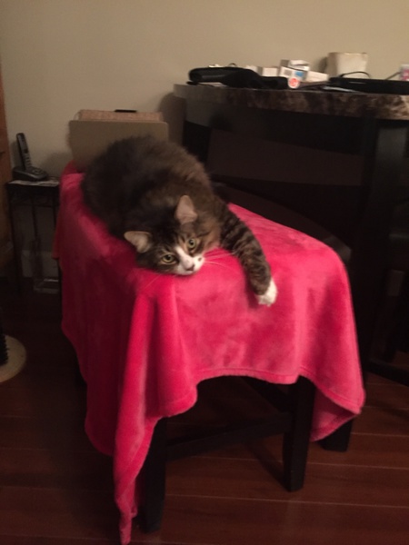 Entry image for Ringo. Clicking this image will show a larger photo