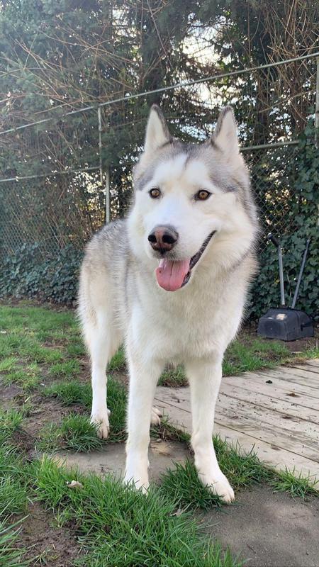 Entry image for Beau . Clicking this image will show a larger photo