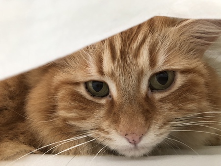 Entry image for Kumar. Clicking this image will show a larger photo